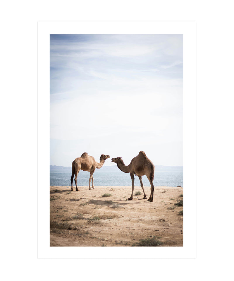 Couple Camels Photography Poster, Animal Photography Wall Art, Camel Print