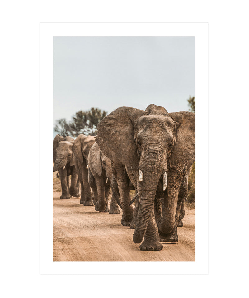 Herd of Elephants Poster, Animal Wall Art
