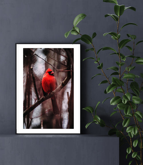 Northern Cardinal Bird Poster, Cardinal Bird Art, Wildlife Decor