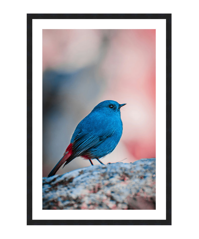 Plumbeous Water Redstart Poster, Blue Bird Photography, Animal Wall Art