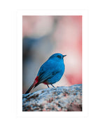 Plumbeous Water Redstart Poster, Blue Bird Photography, Animal Wall Art