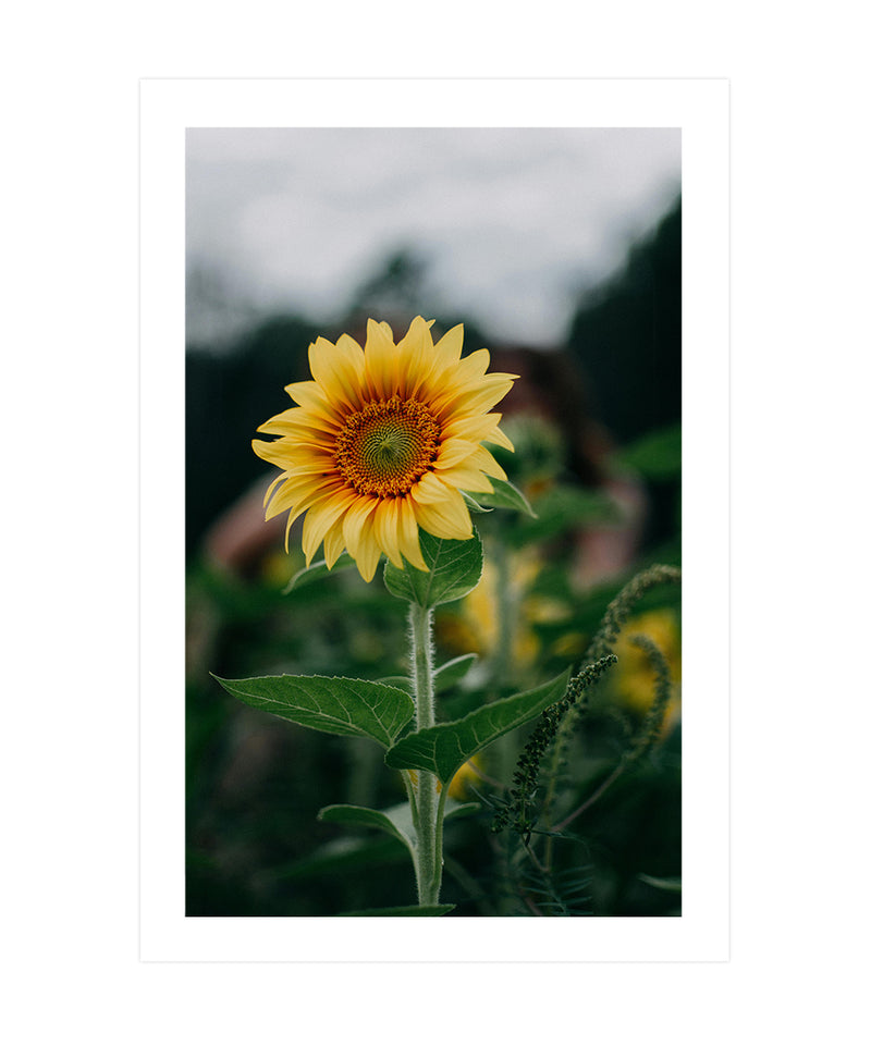 Sunflower Poster, Floral Wall Art, Flower Decor Print