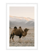 Camel Photography Poster, Animal Photography Wall Art, Camel Print