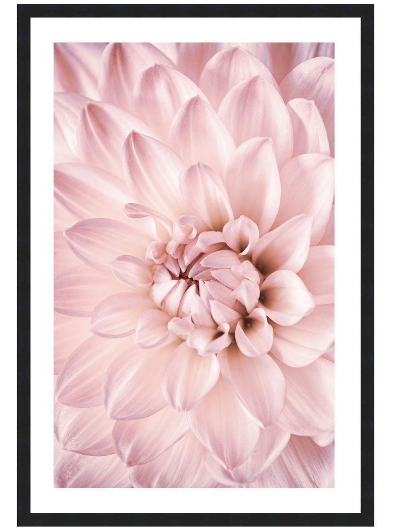 Pale Pink Dahlia Flower Poster, Pink Flower Wall Art, Floral Photograph Print