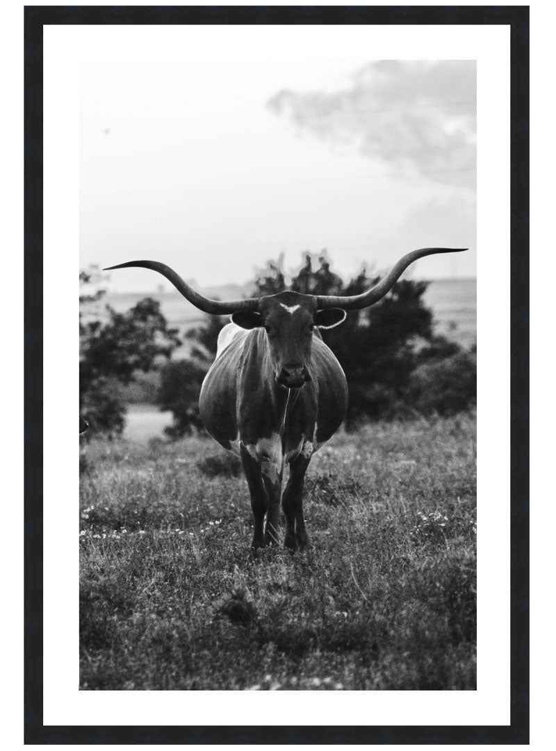 Black & White Longhorn Bull Poster, Bull Photo Wall Art, Cow Print