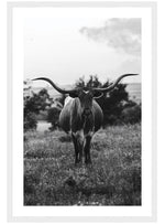 Black & White Longhorn Bull Poster, Bull Photo Wall Art, Cow Print