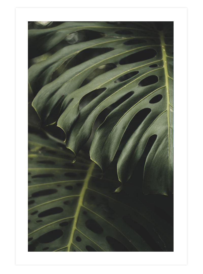 Monstera No. 1 Poster, Plant Leaf Wall Art, Greenery Photography Print