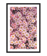 Saxifrage 'Highlander Red Shades' Poster, Flower Wall Art