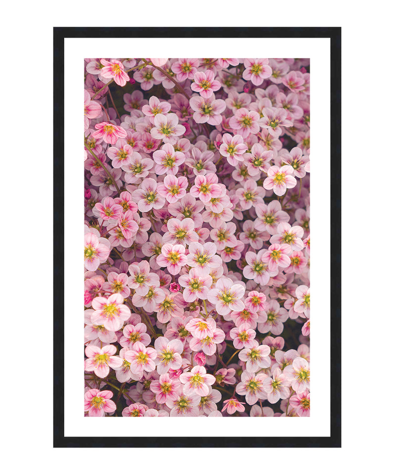 Saxifrage 'Highlander Red Shades' Poster, Flower Wall Art