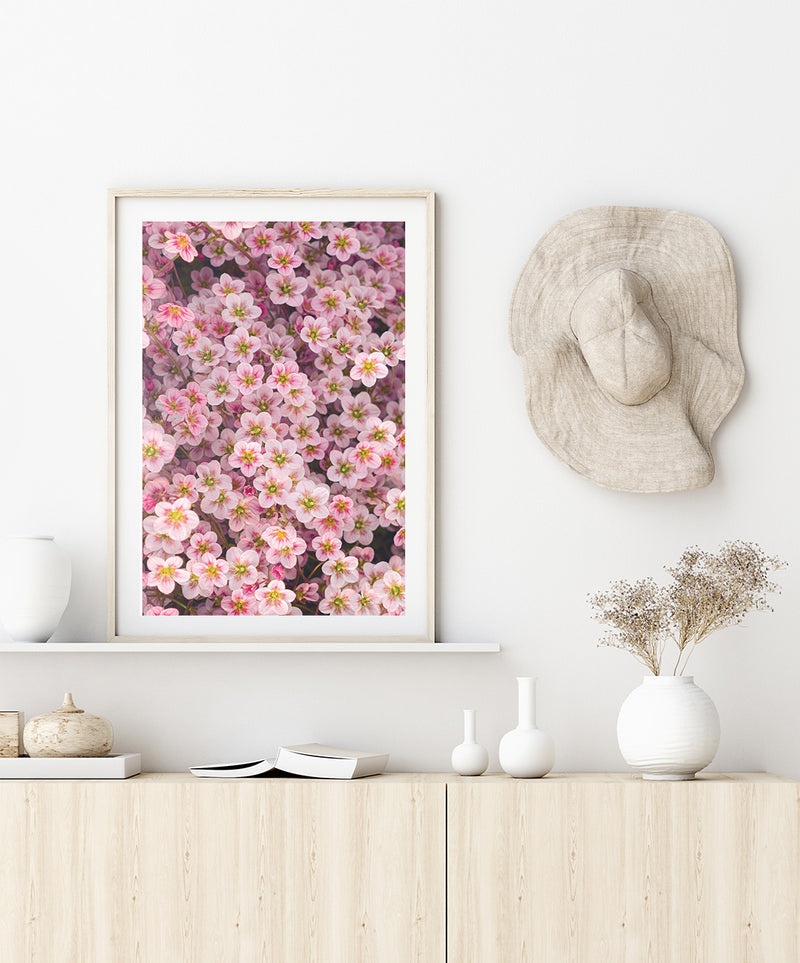 Saxifrage 'Highlander Red Shades' Poster, Flower Wall Art