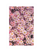 Saxifrage 'Highlander Red Shades' Poster, Flower Wall Art