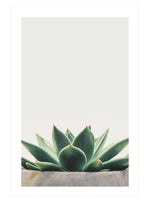 Succulent No. 1 Poster, Succulent Plant Wall Art, Potted Plant Decor Print
