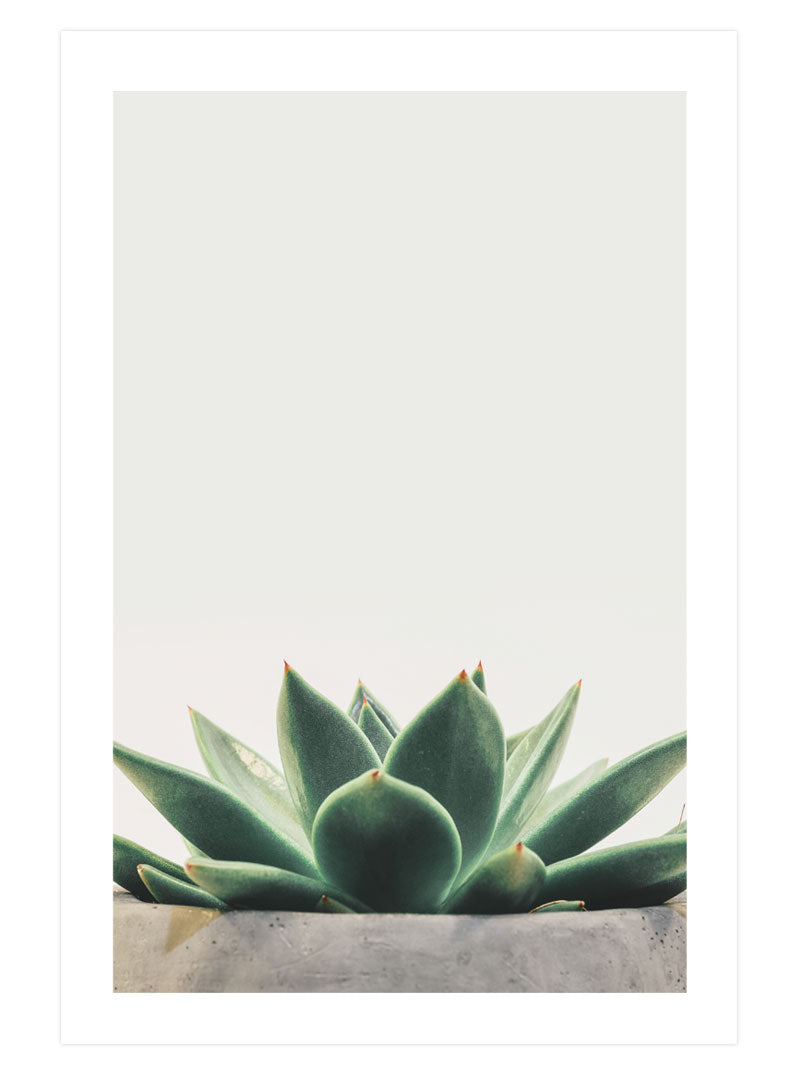 Succulent No. 1 Poster, Succulent Plant Wall Art, Potted Plant Decor Print