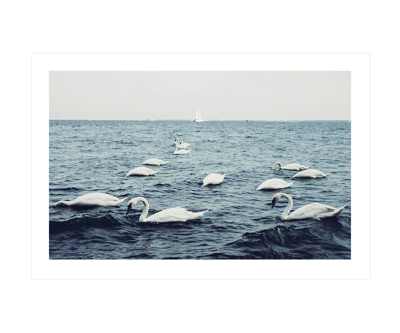 Floating Swans Poster, Animal Wall Art