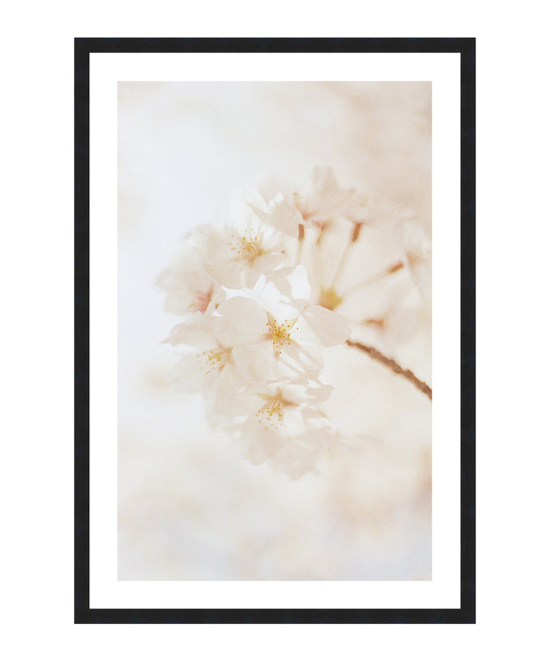 White Cherry Blossom Poster, Floral Wall Art, Flower Decor Print